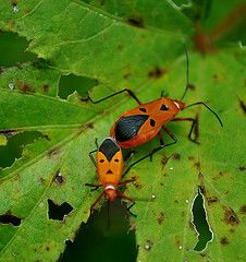 Wo kommen nur all diese Bugs her?
